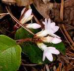 Trailing arbutus